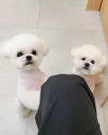 그린펫그루밍