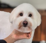 몽대디강아지미용실