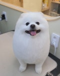 그린펫그루밍