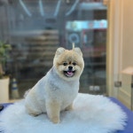 쌍문 행복한애견미용실