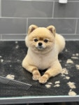 쁘띠앤독