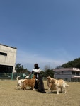 [ 구몽가개 ] 소규모 대형견 유치원 / 호텔링