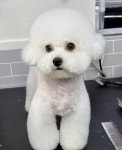 쁘띠앤독