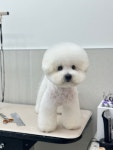 땡큐 펫 살롱