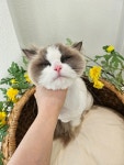 봄이오냥