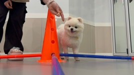 옐레드 애견유치원&애견호텔 부천신중동점