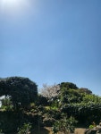 세화 동백 그늘