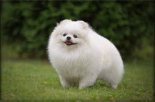 꿈꾸는풍차 애견동반 펜션