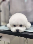 와와살롱