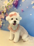 주강아지 미용실