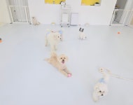 애견유치원&호텔 초댕학교