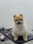 동그리아