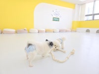 애견유치원&호텔 초댕학교