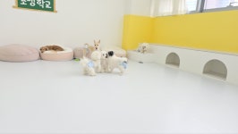 애견유치원&호텔 초댕학교