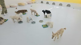 애견유치원&호텔 초댕학교