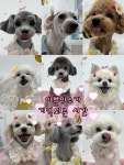 애견미용실 또이쁜댕