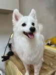 사랑할개