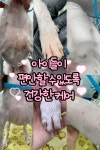 애견미용실 또이쁜댕