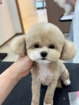 동그리아