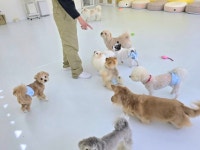 애견유치원&호텔 초댕학교