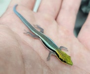 파충류샵 엔터렙타일