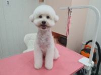 투숑펫살롱