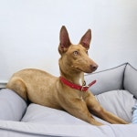 가온펫 안심분양센터