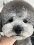 동그리아
