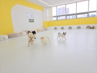 애견유치원&호텔 초댕학교
