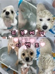 애견미용실 또이쁜댕