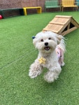 멍토피아