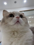 캣플 코지눅 시화점