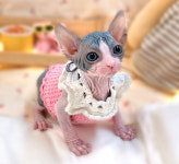 루나캣 대전고양이분양 본점