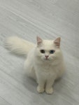 캣플 코지눅 시화점