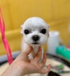 마이멍멍