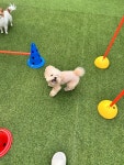 멍토피아