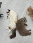 캣플 코지눅 시화점
