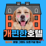 켈리독 강남 애견호텔 애견유치원