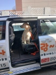 펫사랑콜