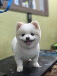 뽀독 시흥정왕점