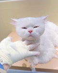 무마취고양이미용실반할고양