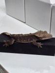 더케이브