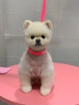 토브네 펫살롱