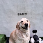 행복하개