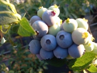 수름재블루베리농장