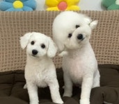 룰루랄라애견미용실