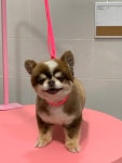 토브네 펫살롱