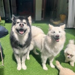 행복하개