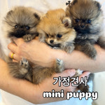 미니퍼피 강아지분양 가정견사 전주직영점