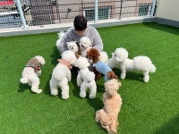 몽구네 애견유치원